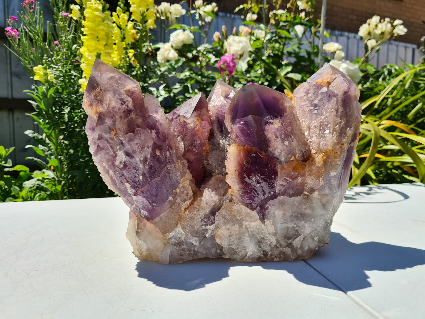 Huge 13kg Ametrine Crystal Cluster with Large Cathedral Points