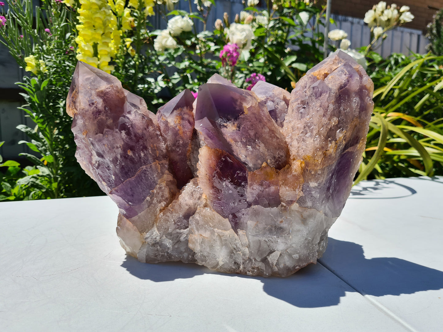 Huge 13kg Ametrine Crystal Cluster with Large Cathedral Points