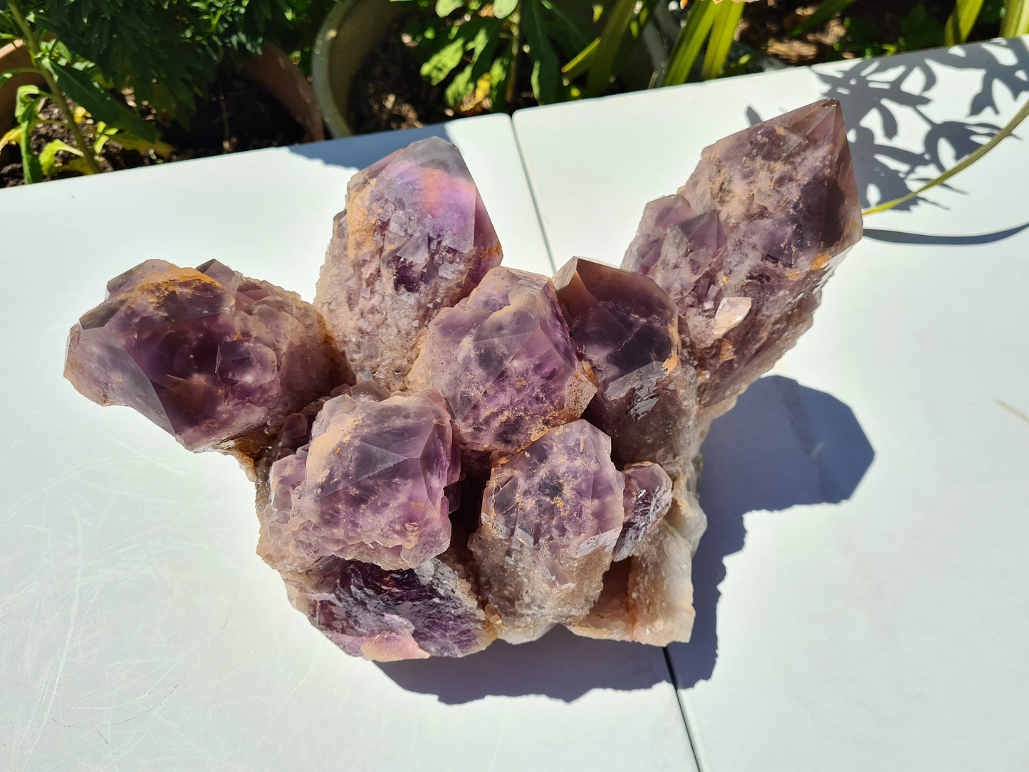 Huge 13kg Ametrine Crystal Cluster with Large Cathedral Points