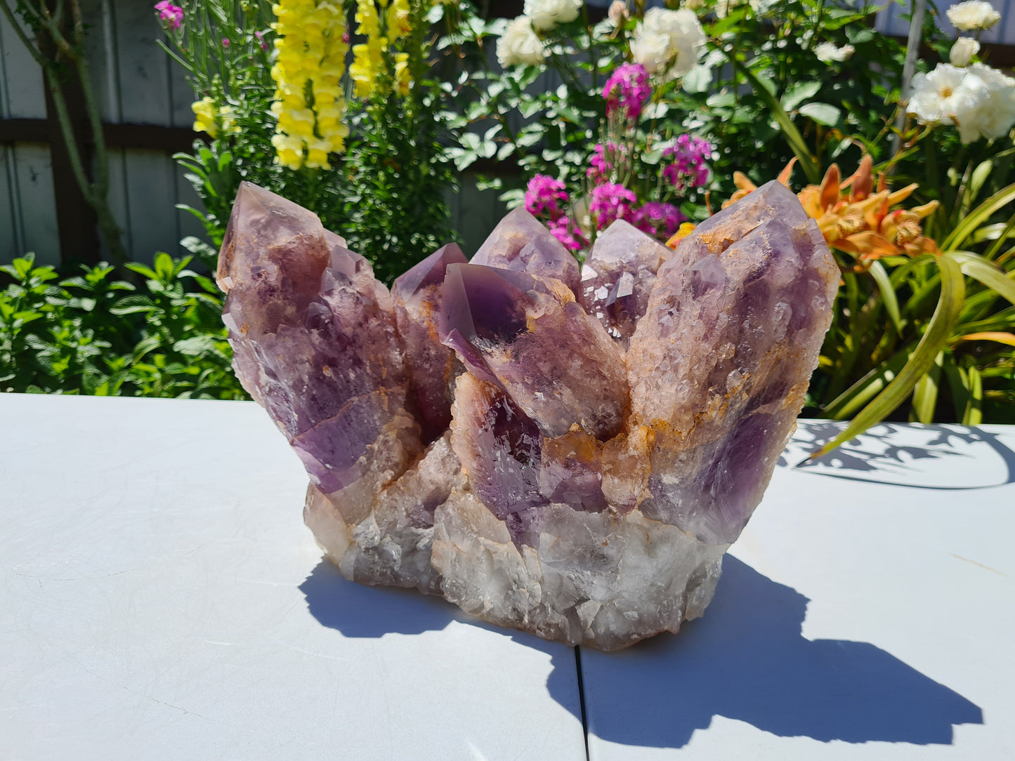 Huge 13kg Ametrine Crystal Cluster with Large Cathedral Points