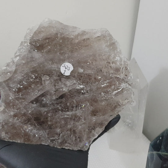 A gloved hand holding a large Smoky Quartz crystal slice that is approximately 15.5cm by 14cm in size