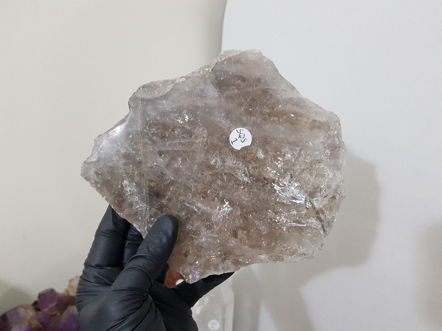 A gloved hand holding a large Smoky Quartz crystal slice that is approximately 15.5cm by 14cm in size