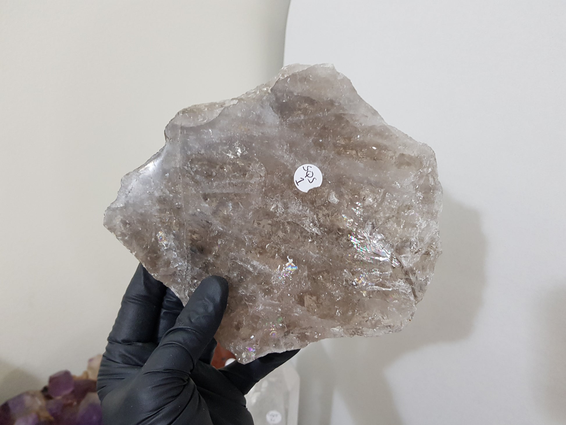 A gloved hand holding a large Smoky Quartz crystal slice that is approximately 15.5cm by 14cm in size